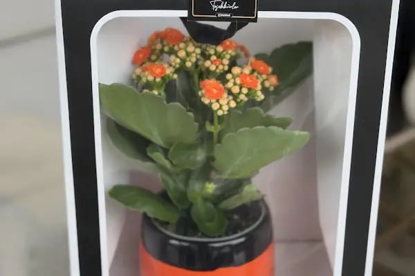 ARTAR FLOWER STORE - Resim 16