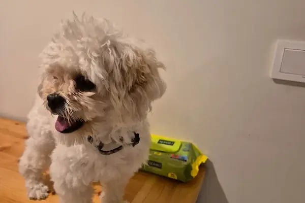 PETSHOP EVCİL HAYVAN DÜNYASI İZMİT - Resim 3