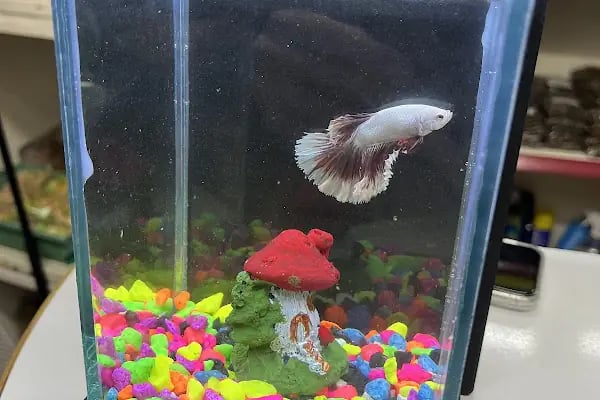 PETSHOP EVCİL HAYVAN DÜNYASI İZMİT - Resim 13