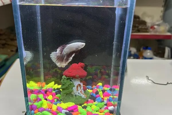 PETSHOP EVCİL HAYVAN DÜNYASI İZMİT - Resim 18
