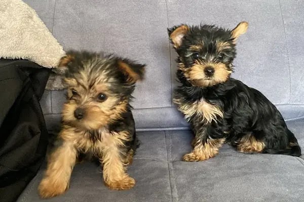 PETSHOP EVCİL HAYVAN DÜNYASI İZMİT - Resim 4
