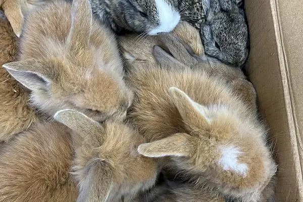 PETSHOP EVCİL HAYVAN DÜNYASI İZMİT - Resim 17