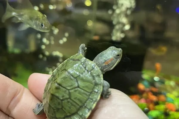 PETSHOP EVCİL HAYVAN DÜNYASI İZMİT - Resim 2