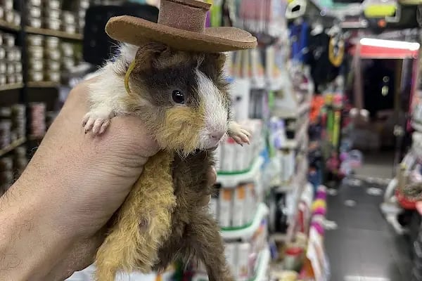 PETSHOP EVCİL HAYVAN DÜNYASI İZMİT - Resim 9