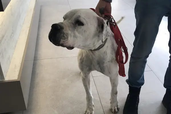 PetKöşk Veteriner Kliniği - Resim 18