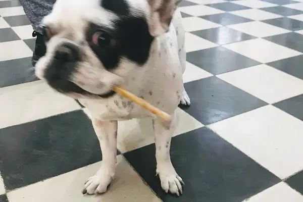 PetKöşk Veteriner Kliniği - Resim 11