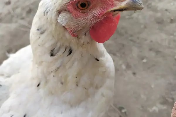 Bergama Doğa Veteriner Kliniği - Resim 3