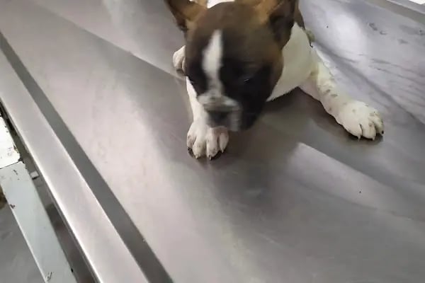 Bergama Doğa Veteriner Kliniği - Resim 6