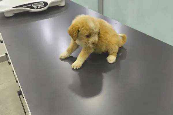 Hepa Veteriner Kliniği - Bahçekent - Bahçeşehir - Resim 4