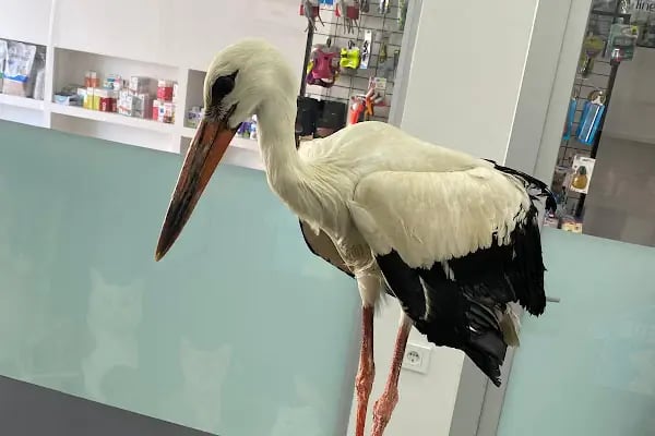 Hepa Veteriner Kliniği - Bahçekent - Bahçeşehir - Resim 3