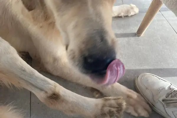 Hepa Veteriner Kliniği - Bahçekent - Bahçeşehir - Resim 18