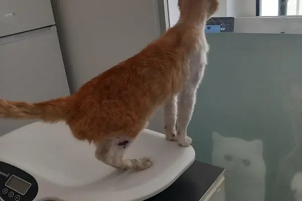 Hepa Veteriner Kliniği - Bahçekent - Bahçeşehir - Resim 2