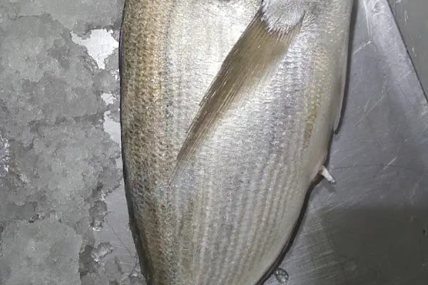BAŞAR BALIKÇILIK / Balık Market / Pişirici / Meze - Resim 12