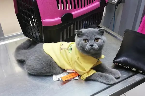 Nekovet Veteriner Kliniği - Resim 3