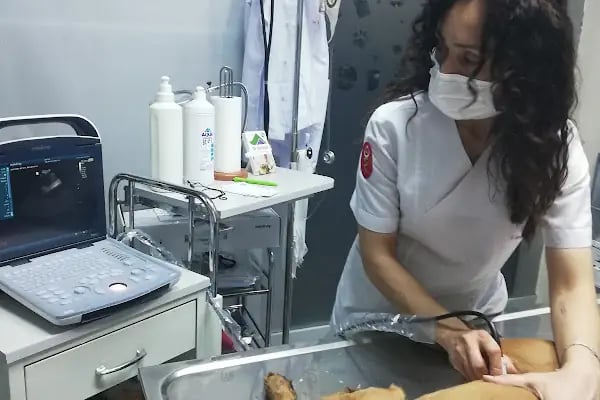 Nekovet Veteriner Kliniği - Resim 10