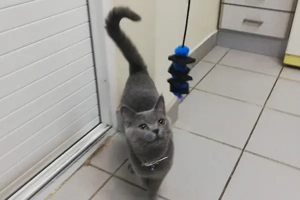 Nekovet Veteriner Kliniği - Resim 8