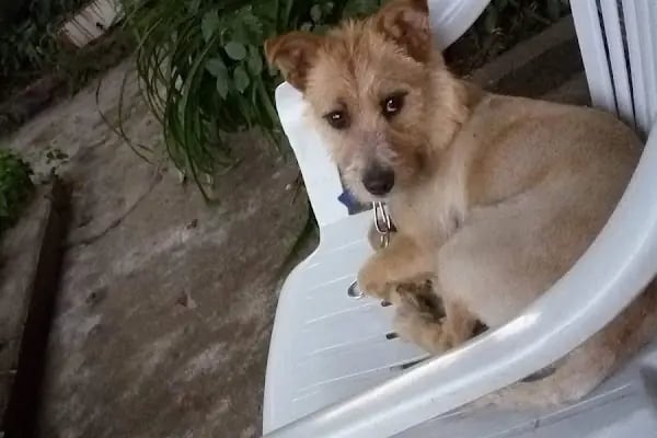 Zirve Veteriner Kliniği - Resim 4