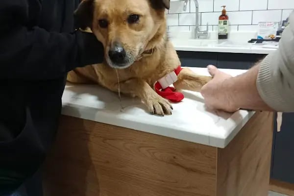 Zirve Veteriner Kliniği - Resim 9
