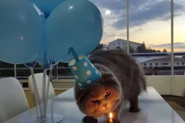 Zirve Veteriner Kliniği - Resim 3