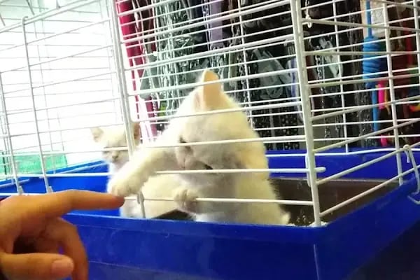 Puhu Petshop - Resim 5