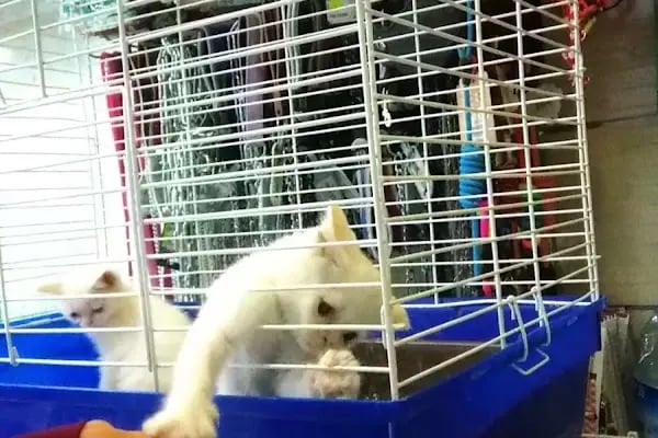 Puhu Petshop - Resim 3