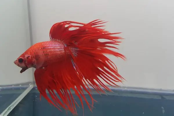 Çulfa Petshop - Resim 2