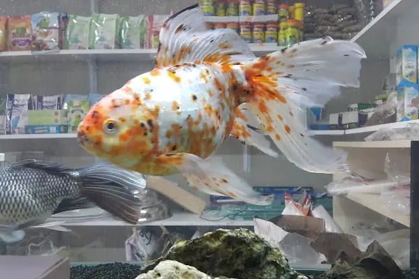 Çulfa Petshop - Resim 19