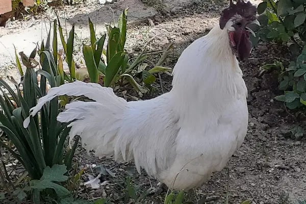 Doğa Kanatlı Hayvancılik - Resim 1