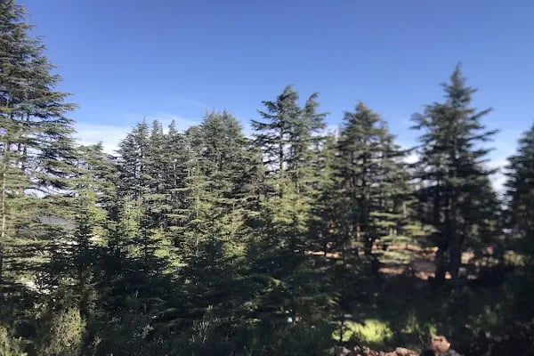 Cedrus life kamp ve karavan alanı - Resim 4
