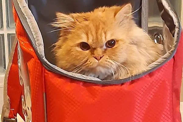 Cemre Veteriner Kliniği - Resim 8