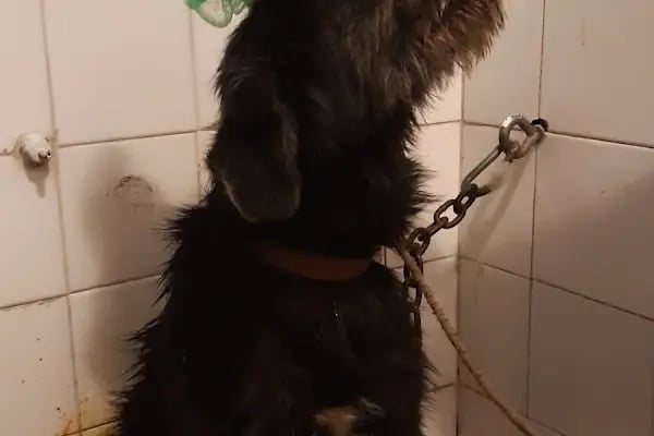 Cemre Veteriner Kliniği - Resim 13