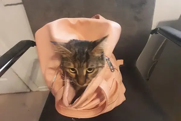 Cemre Veteriner Kliniği - Resim 4