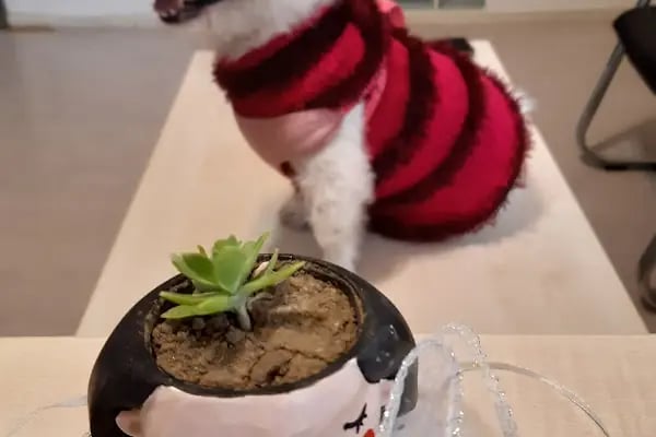 Cemre Veteriner Kliniği - Resim 11
