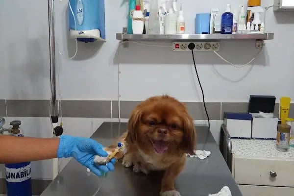 Cemre Veteriner Kliniği - Resim 19