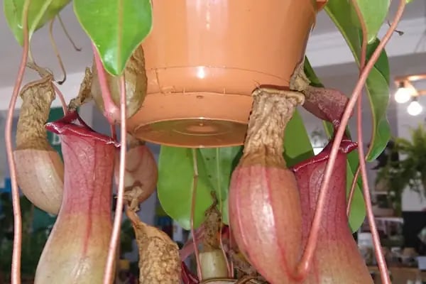 Balcony Flowers - Resim 12
