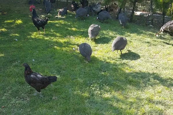 Bes Beypazarı Ekmek Fırını(24) - Resim 14