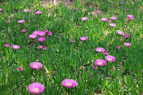 Adalar trekking parkuru - Resim 16