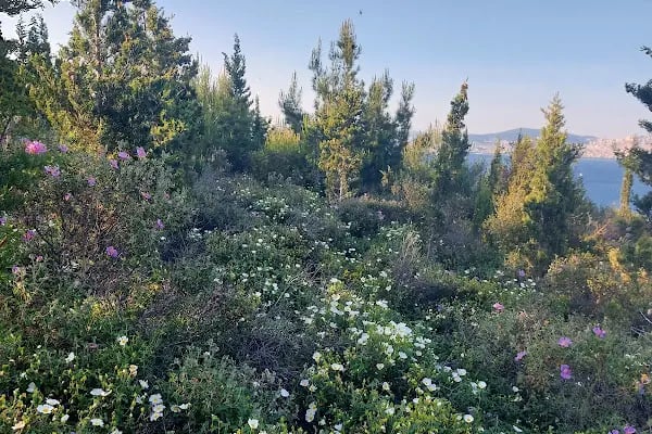 Adalar trekking parkuru - Resim 4