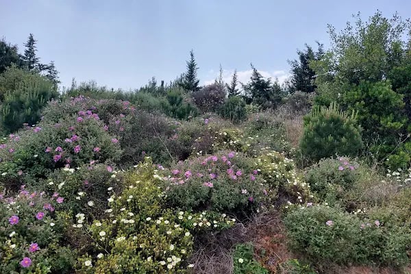 Adalar trekking parkuru - Resim 8