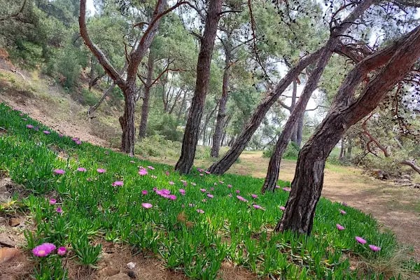 Adalar trekking parkuru - Resim 5