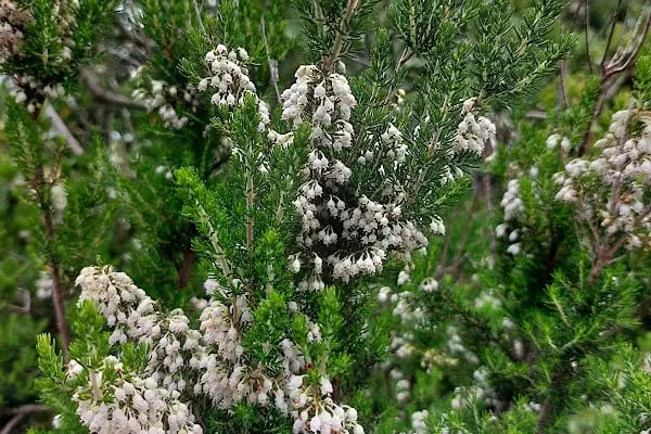 Adalar trekking parkuru - Resim 15