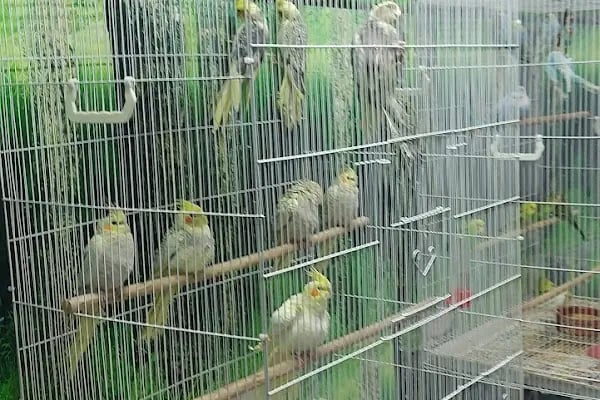 Şifa petshop. Tuzla - Resim 3