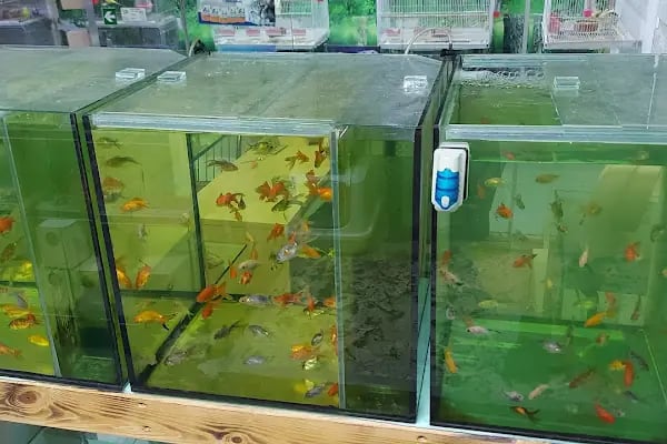 Şifa petshop. Tuzla - Resim 7