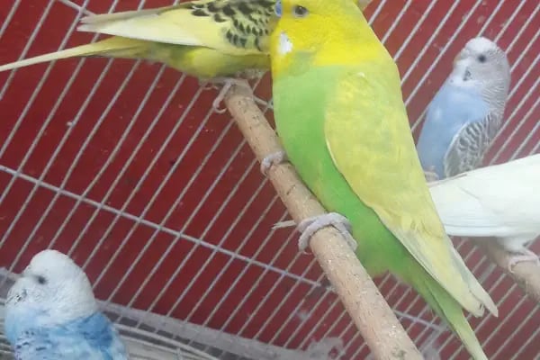 Şifa petshop. Tuzla - Resim 8
