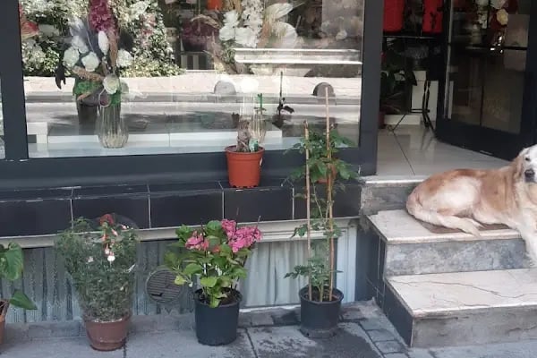 Gala Çiçek - Resim 16