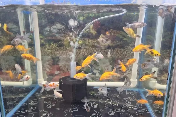 ELFİDA PETSHOP - Resim 17