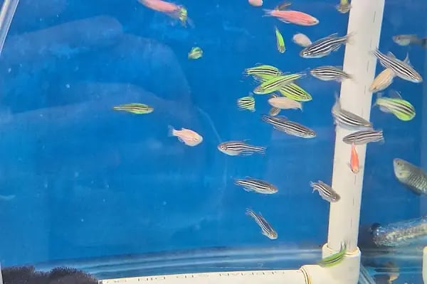 ELFİDA PETSHOP - Resim 6
