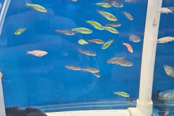 ELFİDA PETSHOP - Resim 9