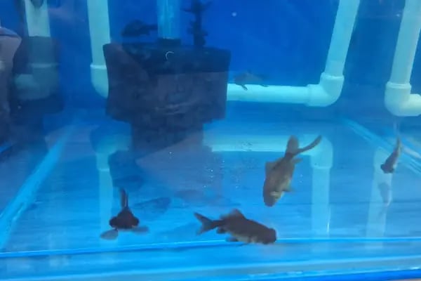 ELFİDA PETSHOP - Resim 16