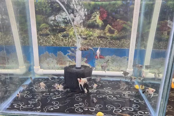 ELFİDA PETSHOP - Resim 18